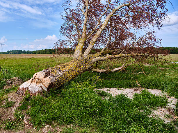 istock Germany: Felled Tree In Field Damaged By Beavers, Dead Leaves, Green Meadow 2228976324