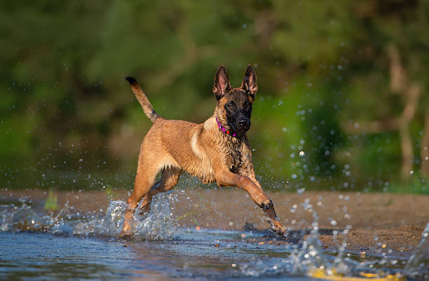 A Belgian Malinois is energetically running through shallow water, creating splashes and showcasing its agility and strength.