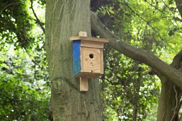 Stock photo of a blue birdhouse on a tree