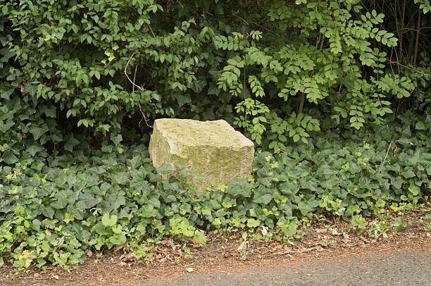 Moss growing on an old milestone partially hidden by ivy next to a quiet country road