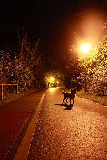 istock Dog is walking down a road at night 2228978900