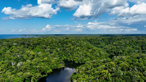 istock Stunning landscape of Amazon Forest at Amazonas State Brazil. 2228979450
