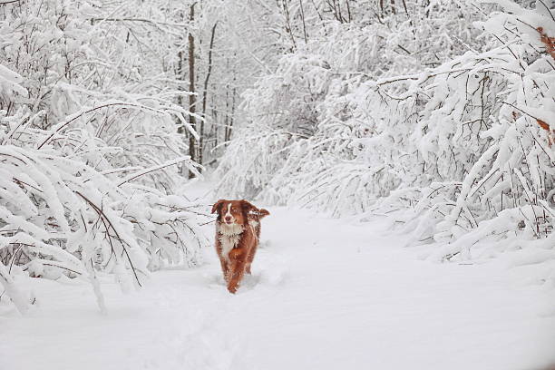 Dog is running through the snow in a forest. The snow is deep and the dog is covered in it. Scene is peaceful and serene, as the dog is enjoying the winter landscape