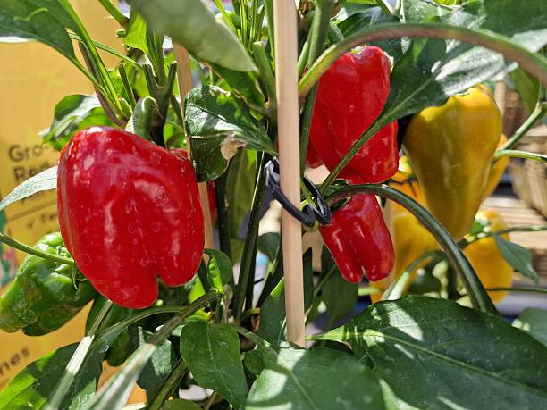 istock Red and yellow peppers 2228980245