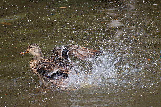 Mallard duck (Anas platyrhynchos) vigorously flapping its wings while in the water, creating a dramatic splash. The duck's brown and mottled plumage is visible, and its orange beak stands out. The water around it is a murky green, suggesting a pond or lake setting.