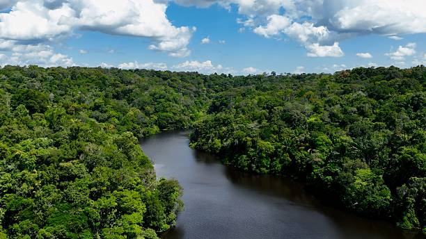 istock Stunning landscape of Amazon Forest at Amazonas State Brazil. 2228981455
