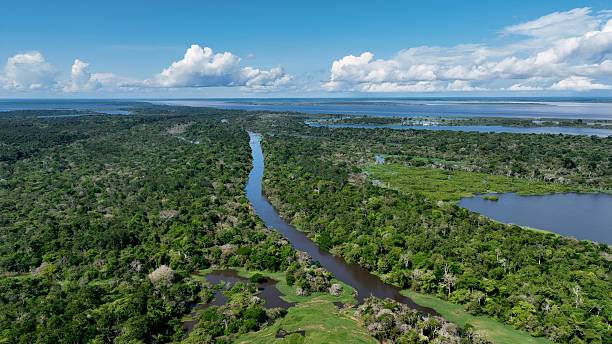 istock Stunning landscape of Amazon Forest at Amazonas State Brazil. 2228981565