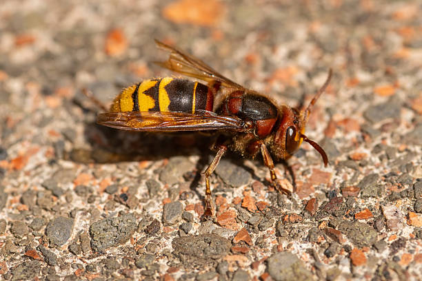 istock European Hornet 2228982090