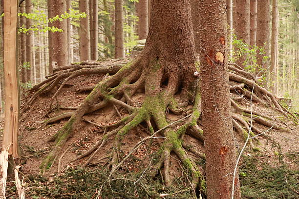 istock Tree with roots growing out of it 2228982571