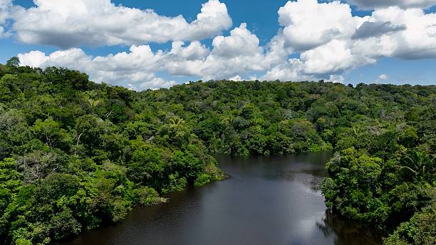 istock Stunning landscape of Amazon Forest at Amazonas State Brazil. 2228982629