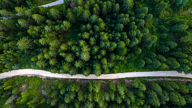 istock Perfectly balanced top-down composition of tree canopy and soft winding dirt trail dividing dense woodland 2228983509