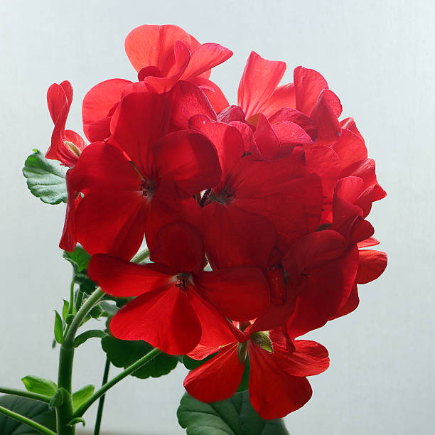 istock Red Geranium Flower Head With Multiple Blossoms, Backlit and Focus Stacked 2228983624