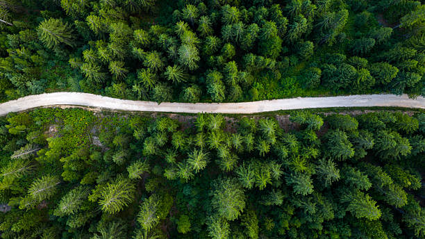 istock A curving dirt road slices through thick coniferous forest, creating a striking line across lush green terrain 2228984731