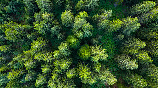 istock Top-down drone image captures dense pine tree crowns forming a rich, layered green forest texture 2228984735