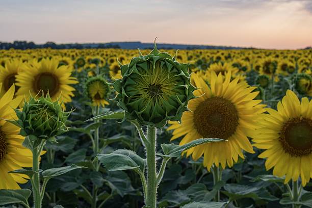 istock Sunflower field in bloom under clear summer sky 2228984947
