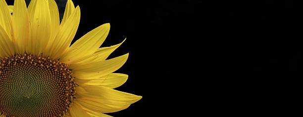 istock Half sunflower bloom on dark background 2228984957