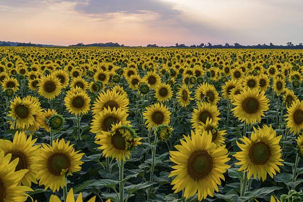istock Sunflower field in bloom under clear summer sky 2228985120