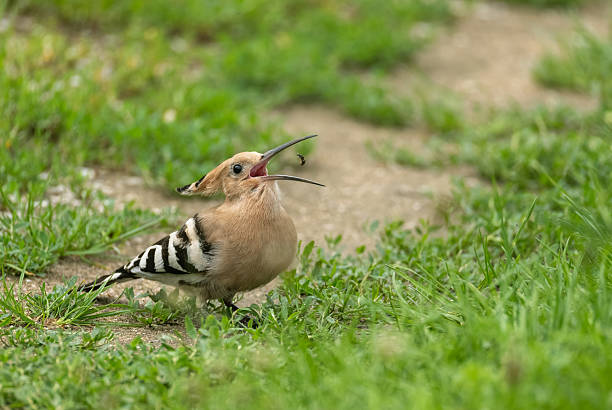 Eurasian hoopoe (Upupa epops) catching a beetle.