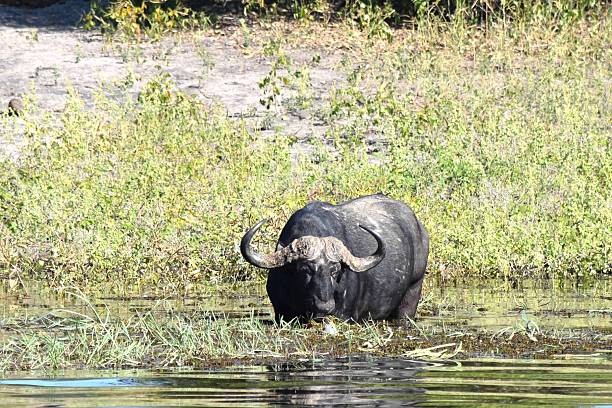 istock Cape Buffalo in South Africa 2228986895