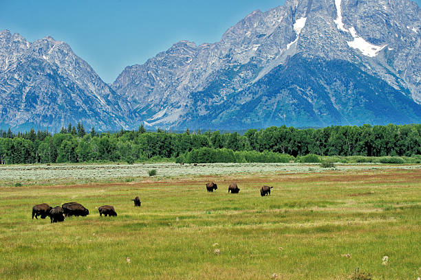 In Lamar valley of Yellowstone National Park in Wyoming, United States.