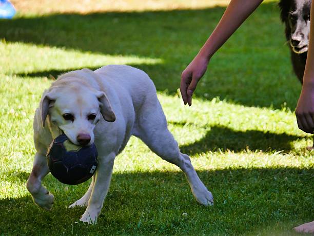 A cute golden retriever playing with a ball