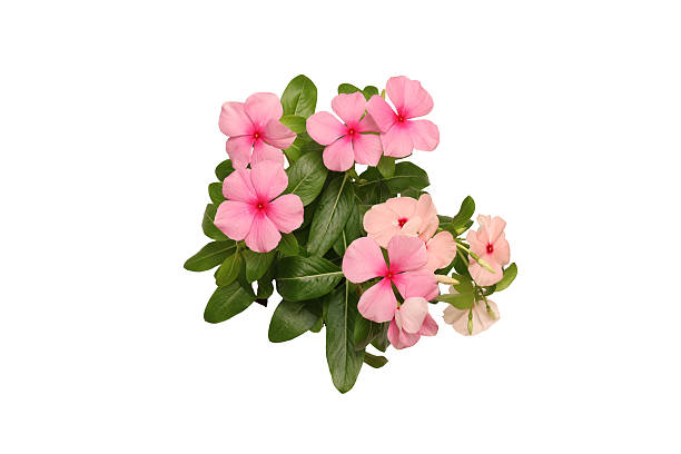 istock Bouquet of Madagascar periwinkle isolated on a white background. 2228987112