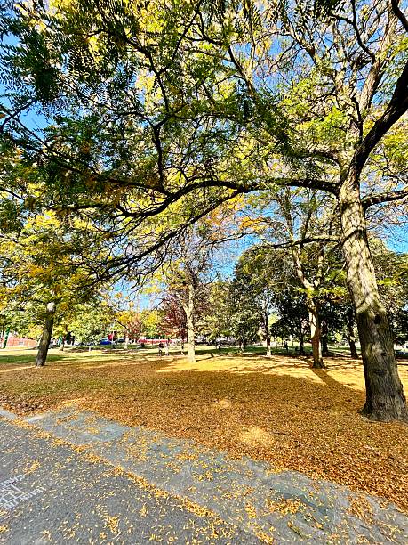 istock Autumn Leaves in an Urban Park 2228987152
