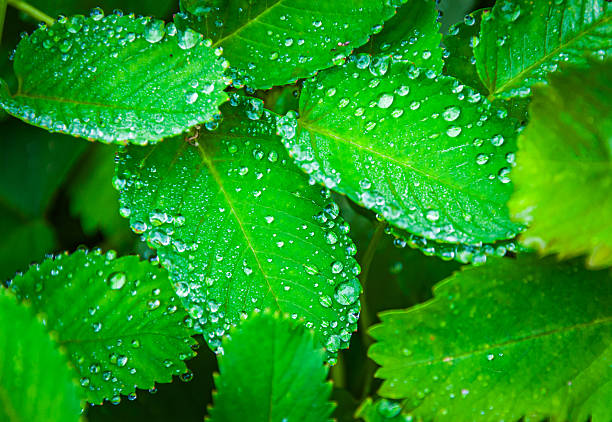 Close up of water droplets on fresh green leaves
