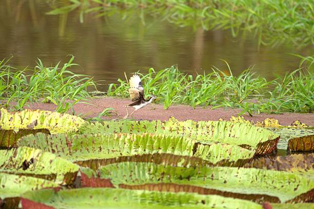 A juvenile jacana tests its wing among giant lily pads in a marsh area along the Rio Negro, Brazil.