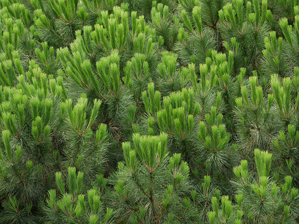 istock pine tree branches with fresh green needles of high density 2228992274