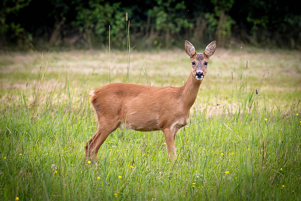 istock Female roe deer in field 2228992772