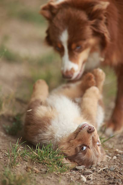 istock Brown and white dog is laying on the ground while another dog looks on 2228993399