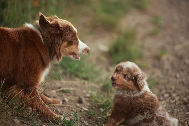 istock Two dogs are playing in the grass 2228994278
