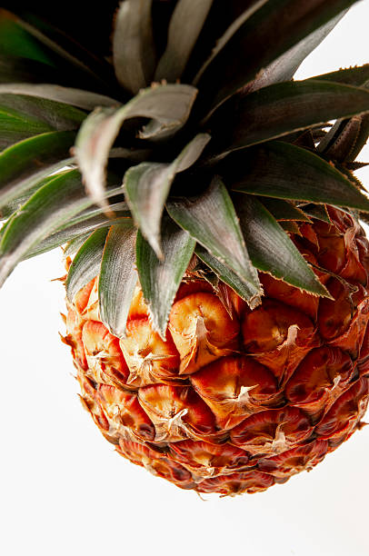Ripe pineapple hanging upside down with white background