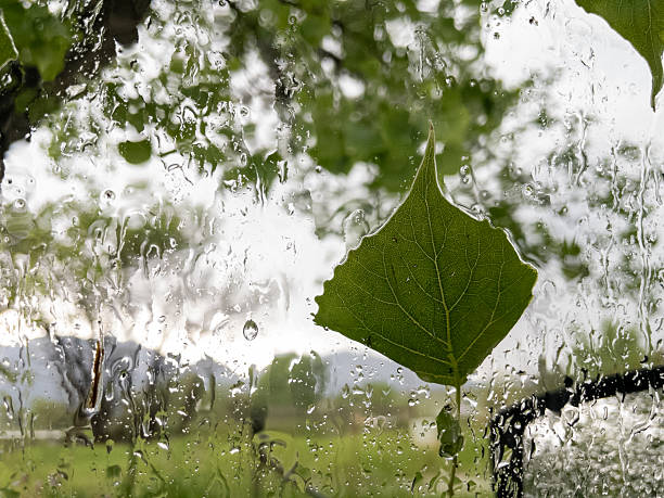 Green leaf stuck on glass with raindrops during a rainy day