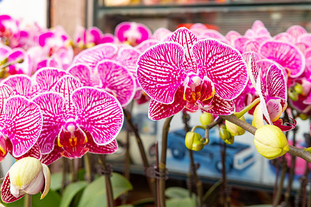 purple color blooming orchids at horizontal composition