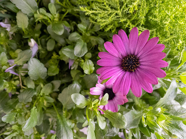 Close-up of a vibrant purple daisy surrounded by lush green foliage, showcasing the beauty of nature