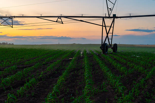 istock Agricultural irrigation system watering corn field at sunset 2228998580