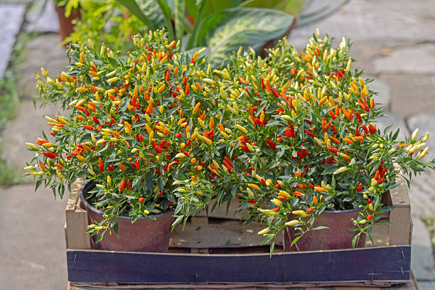 Beautiful ornamental pepper with small peppers. Bright orange fruits of decorative hot pepper.