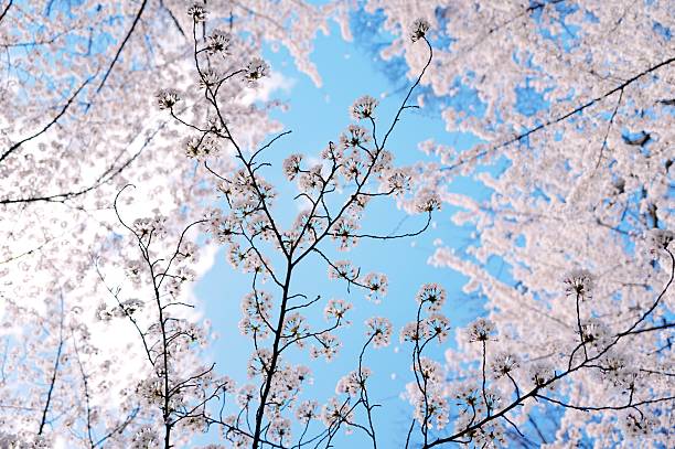 Cherry Blossoms, Branch Brook Park, Newark