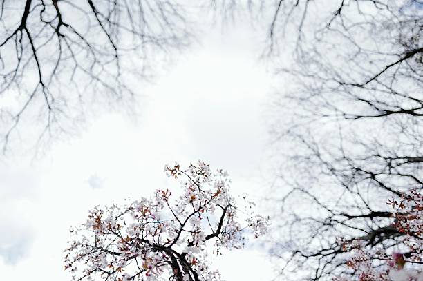 Cherry Blossoms, Branch Brook Park, Newark
