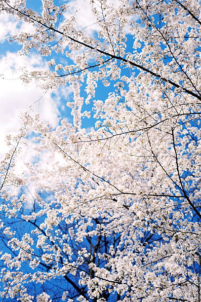 istock Cherry Blossoms, Branch Brook Park 2229002217