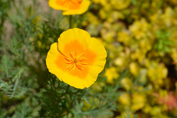 Close up of a golden poppy flower - Latin name - Eschscholzia californica