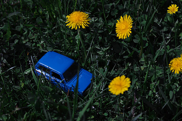 Blue toy car among green grass with yellow dandelions