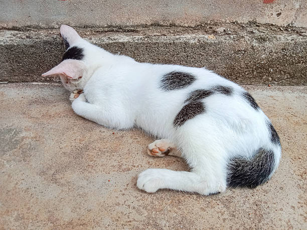 istock Cat lying on the floor. Cat sleeping on the floor. 2229007726