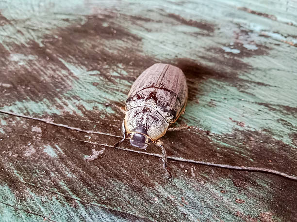 White beetle or Specimen beetle (Cyphochilus). White beetle on wooden background.