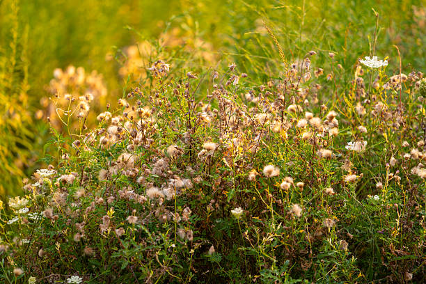 Wildflower Meadow Glows Under Warm Sunlight in Late Afternoon