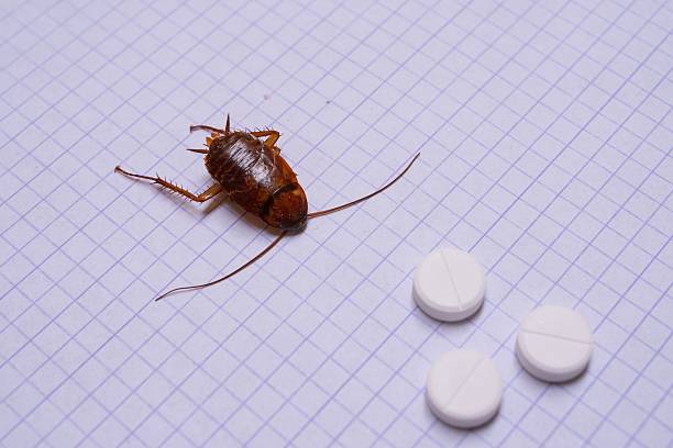istock Dead Cockroach with Pills and Plastic Toys on Different Surfaces 2229010362