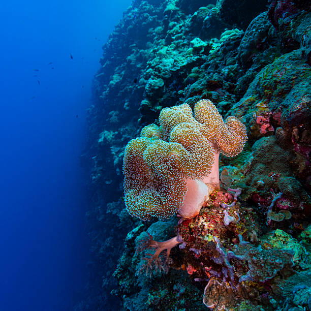 istock Sea anemone on a deep wall in Palau, Micronesia 2229010995