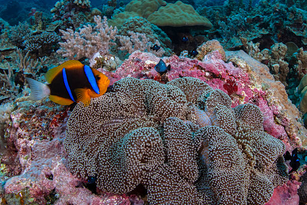 istock The Allard's anemonefish - Palau, Micronesia 2229011072